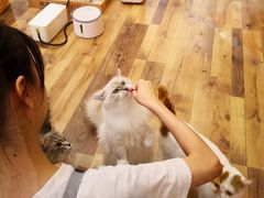 -袖虎·猫馆(体育西路店)