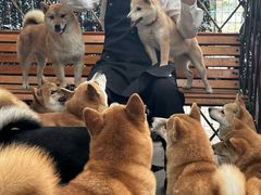 -柴犬高等学院·狗咖·柴犬售卖·宠物训练