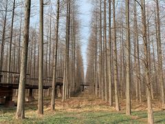 -黄海国家森林公园