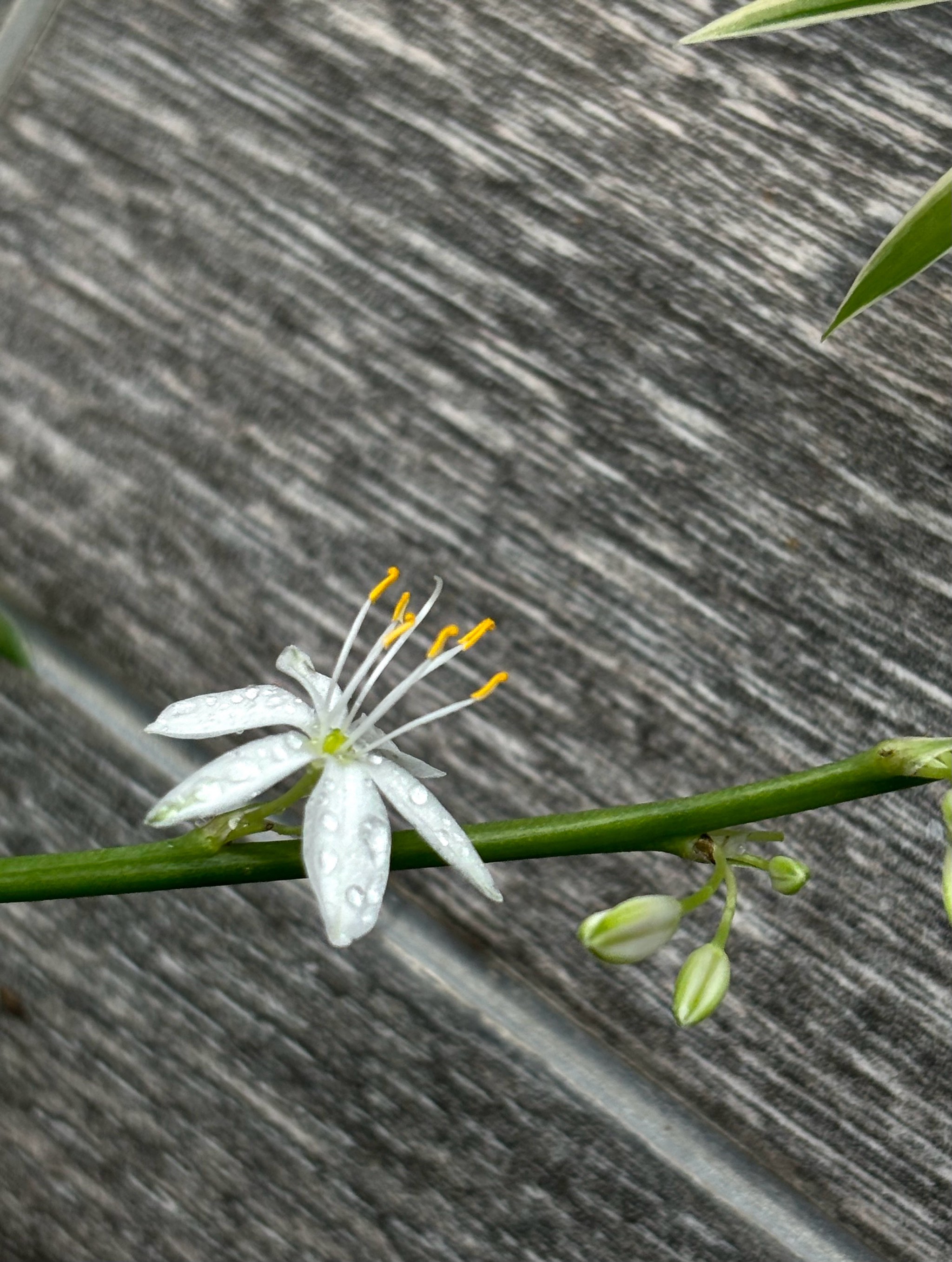 草花也可以很美[玫瑰[玫瑰[玫瑰]