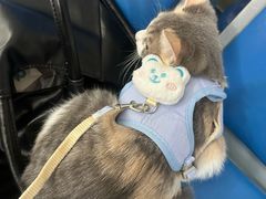-瑞派名望志远动物医院·猫科·內科·异宠专科(直港大道店)