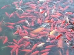 -卧龙湖