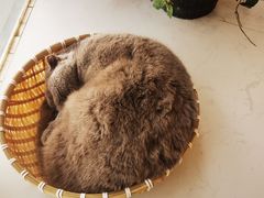 -共舞时光猫咖·狗咖(新街口店)