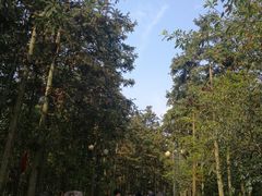 -合肥滨湖国家森林公园