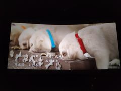 -武汉华夏国际影城(鲁广店)