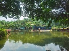 -西双版纳原始森林公园