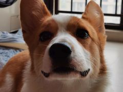 -艾贝尔宠物医院·狂犬免疫点(江山金象城店)