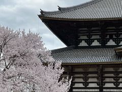 -奈良公园