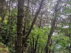 -铁山坪森林公园