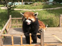 -青岛森林野生动物世界