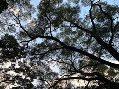 -梧桐山风景名胜区