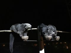 -清迈夜间动物园