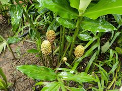 -中国科学院西双版纳热带植物园