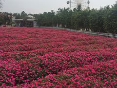 -广东花都香草世界旅游度假区