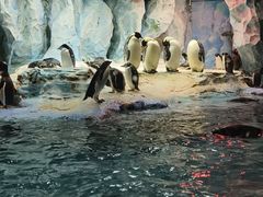 -帝企鹅自助餐厅•儿童岛•真企鹅(长隆企鹅酒店)