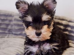 -翊宠yipet猫狗购宠庄园犬舍•猫舍