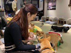 -逗柴咖啡屋·狗咖猫咖宠物桌游