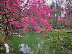 -杭州植物园