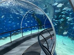 -上海海洋水族馆