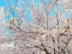 -高东镇樱花园