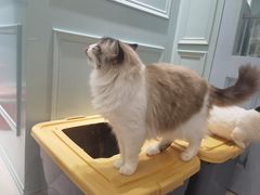-安格丽娜·狗咖·猫咖羊驼咖(春熙路百盛商场店)