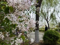 -丁香湖公园