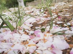 -海棠花溪(元大都城垣遗址公园)