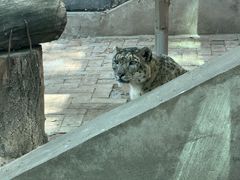 -青藏高原野生动物园