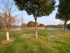 -贡湖湾湿地公园