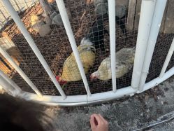-造物庄园 萌宠纪(苏州湾歌林公园店)