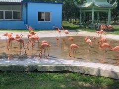 -秦皇岛野生动物园
