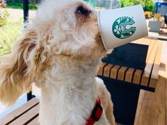 -星巴克(珠海仁恒滨海中心店)