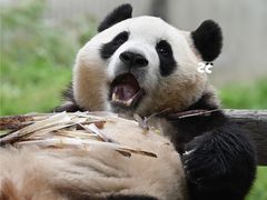 -卧龙中华大熊猫苑神树坪基地