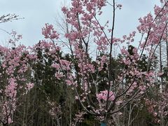 -东平国家森林公园
