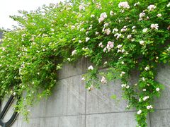 -UNI UNI(环亚凯瑟琳店)