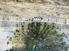 -栾川竹海野生动物园