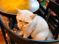 -李小姐の猫咖啡馆(五角场店)