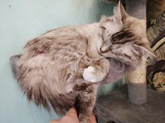 -猫小院猫主题餐厅(三里屯店)