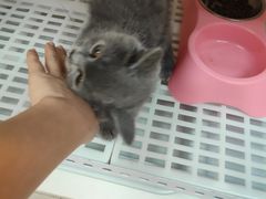 -lincat·猫舍(广州店)
