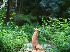 -云南野生动物园