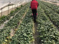 -小鱼草莓采摘园农家乐·小鱼餐厅