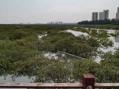 -北海金海湾红树林生态旅游区