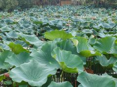 -长兴太湖图影湿地文化园