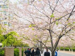 -高东镇樱花园