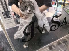 -车接车送·寄养洗护·德文猫舍(大宁店)