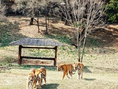 -沈阳森林动物园