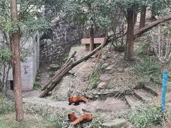 -都江堰中华大熊猫苑