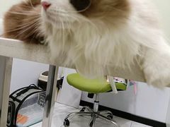 -艾吉宠物医院·疑难杂症转诊中心·猫友好(碧江路院)