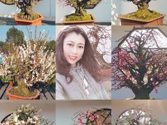 -香雪海