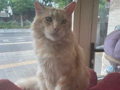 -猫小院猫主题餐厅(南锣旗舰店)